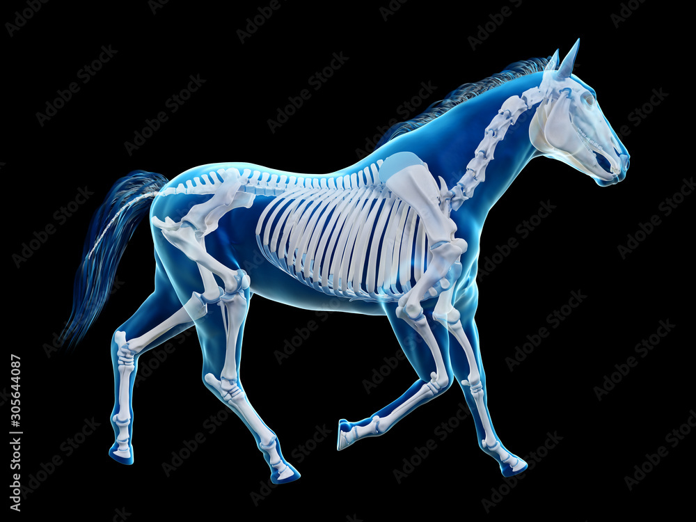 Obraz 3d rendered medically accurate illustration of the equine anatomy - the skeleton