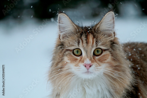 Photography A portrait of a bold and beautiful norwegian forest cat female staring at the ph