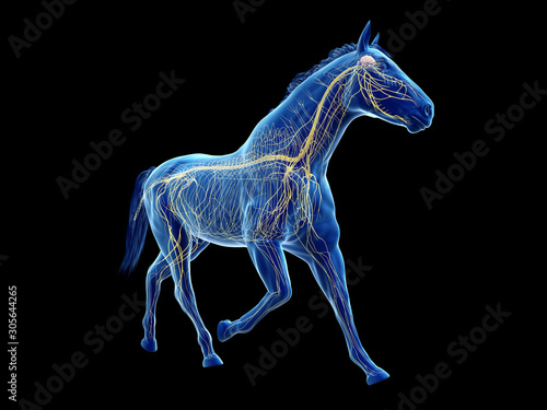 3d rendered medically accurate illustration of the equine anatomy - the nervous system