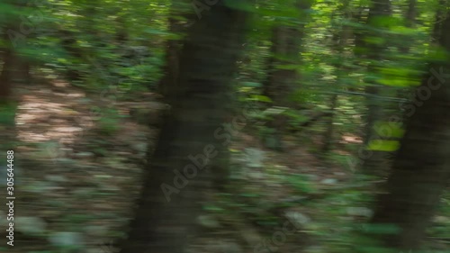 Mountain Biker Rushes Down Small Track in Forest, Side Follow Up Behind Trees photo