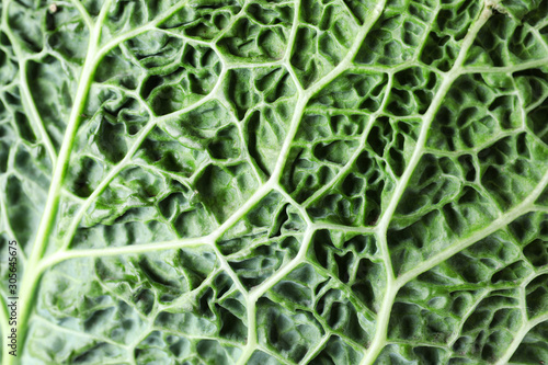 Savoy cabbage leaf as background, closeup view