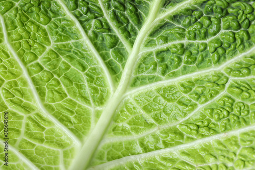 Savoy cabbage leaf as background, closeup view