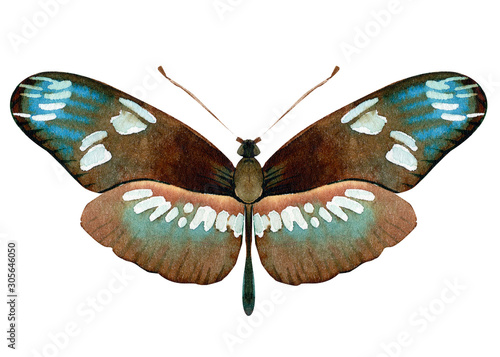 Obraz na plátně set of beautiful tropical butterflys on white background, watercolor illustratio