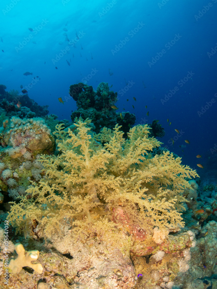 Naklejka premium seabed in the red sea with coral and fish