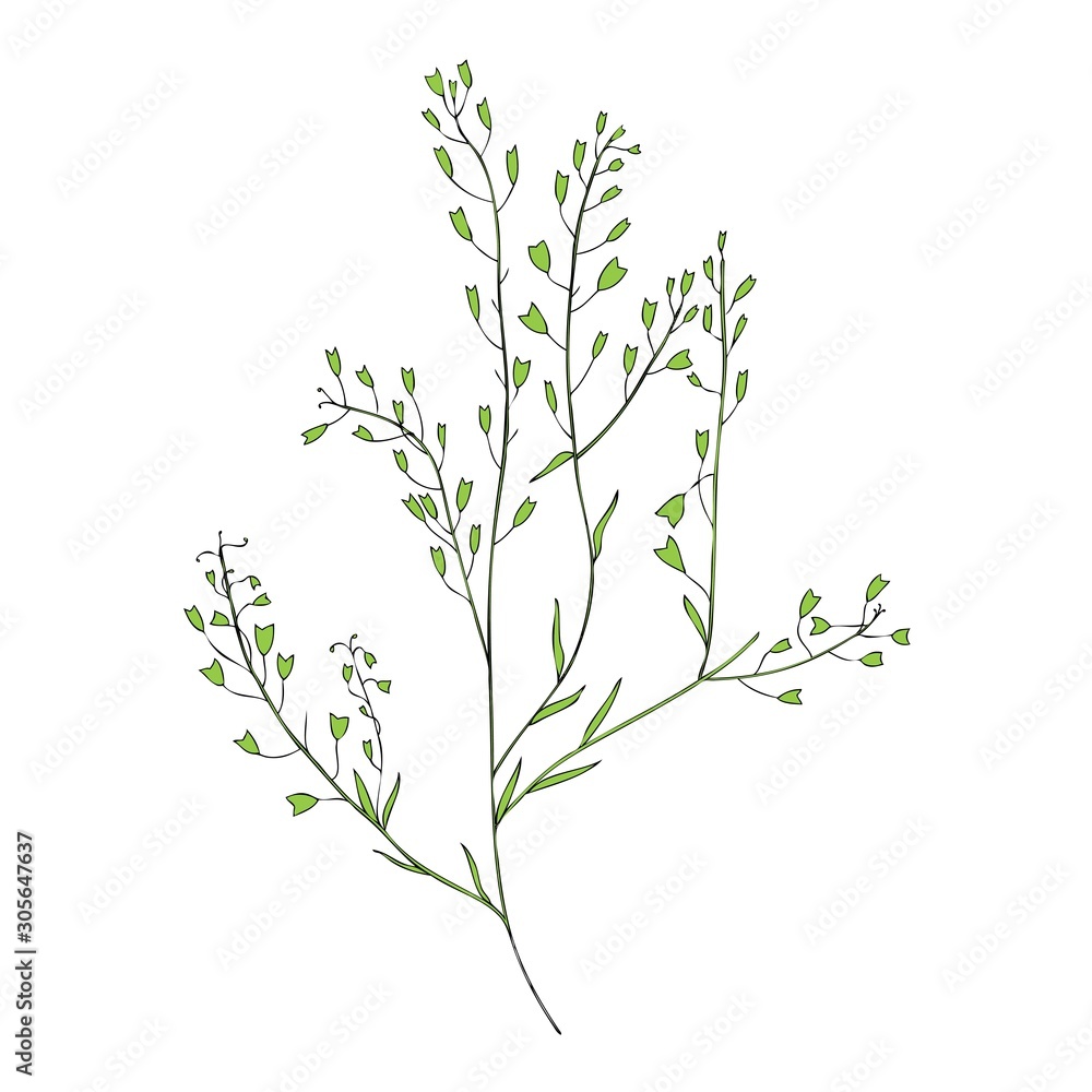 Capsella flower, Shepherd's purse, Capsella bursa-pastoris, the entire plant, hand drawn graphic vector colorful illustration, doodle ink sketch isolated on white, contour style for design cosmetic Capsella flower, Shepherd's purse, Capsella bursa-pastoris, the entire plant, hand drawn graphic vector colorful illustration, doodle ink sketch isolated on white, contour style for design cosmetic