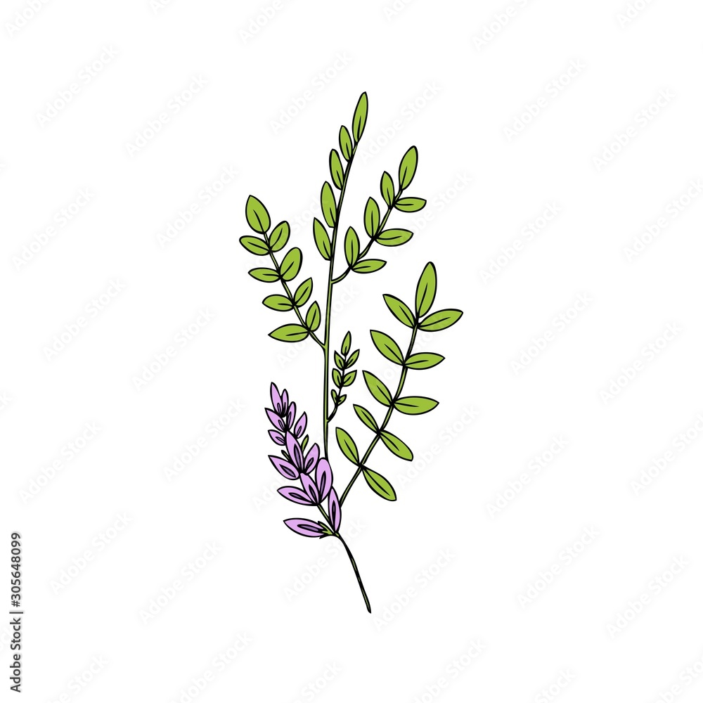 Licorice plant branch, flowers vector hand drawn illustration isolated