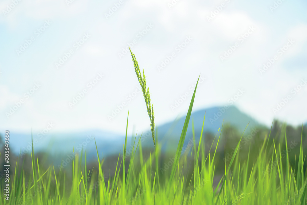 Grass flowers In the green rice fields, jungle rice, rice Weeds, Nature ...