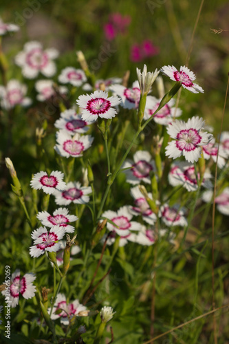 flowers white with pink carnations (Dianthus deltoides) close up