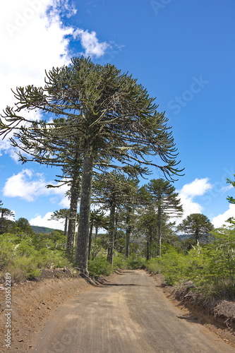 araucarias along the road  to Conguillio National Park in Chile