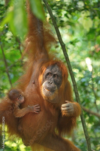 orangutan female with a cub in the jungle of Sumatra