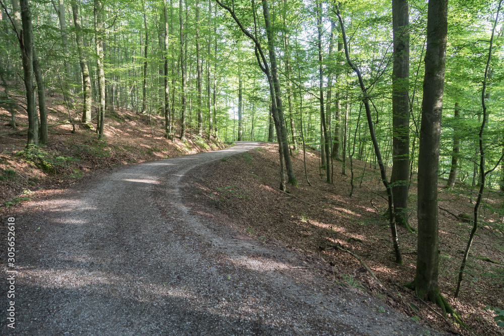 Obraz premium forest_road