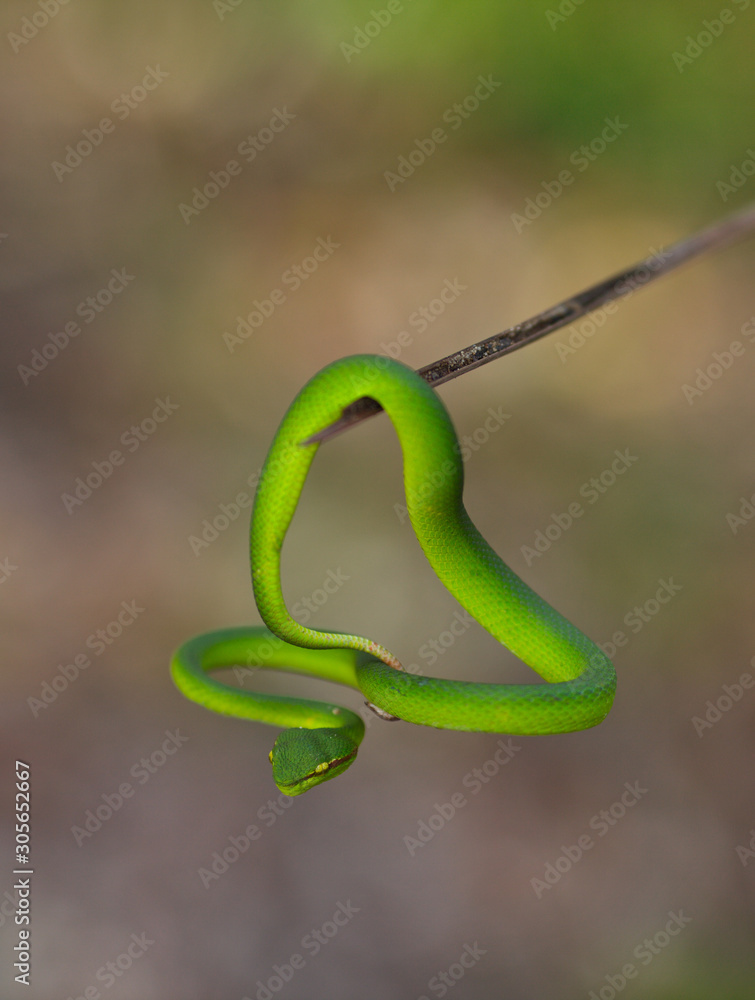 Obraz premium green snake