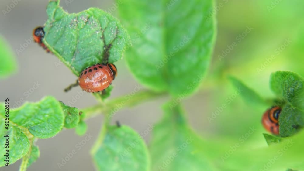 Colorado potato beetle larva eats potato leaves in the garden. Pests and parasites destroy crops in agriculture Colorado potato beetle larva eats potato leaves in the garden. Pests and parasites destroy crops in agriculture