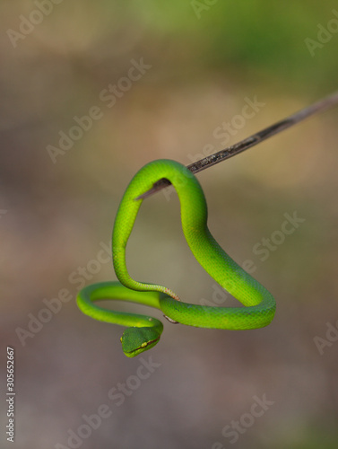green snake