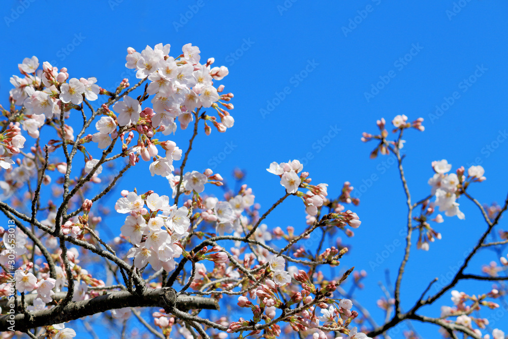 Cherry blossoms blooming in spring in Japan Cherry blossoms blooming in spring in Japan