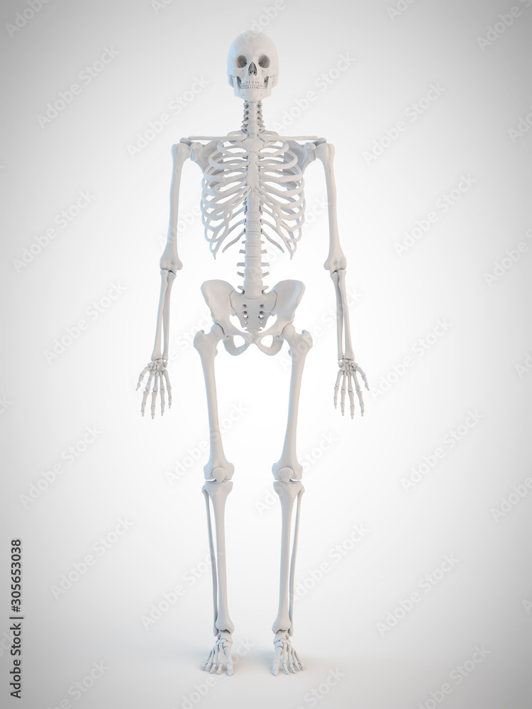3d rendered medically accurate illustration of the human skeleton 3d rendered medically accurate illustration of the human skeleton