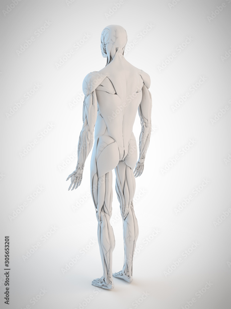 3d rendered medically accurate illustration of the human anatomy 3d rendered medically accurate illustration of the human anatomy