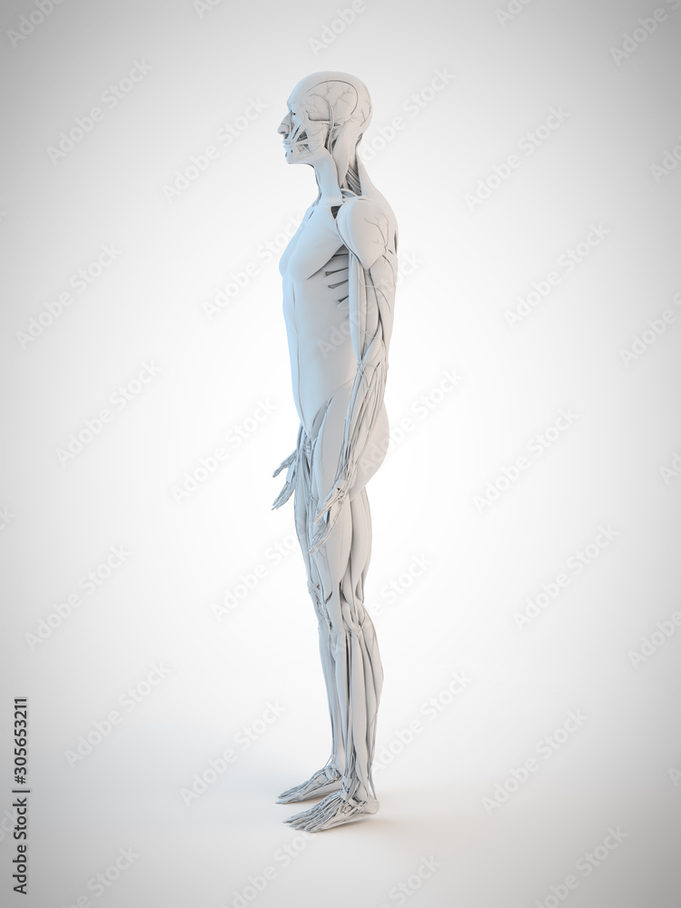 3d rendered medically accurate illustration of the human anatomy 3d rendered medically accurate illustration of the human anatomy
