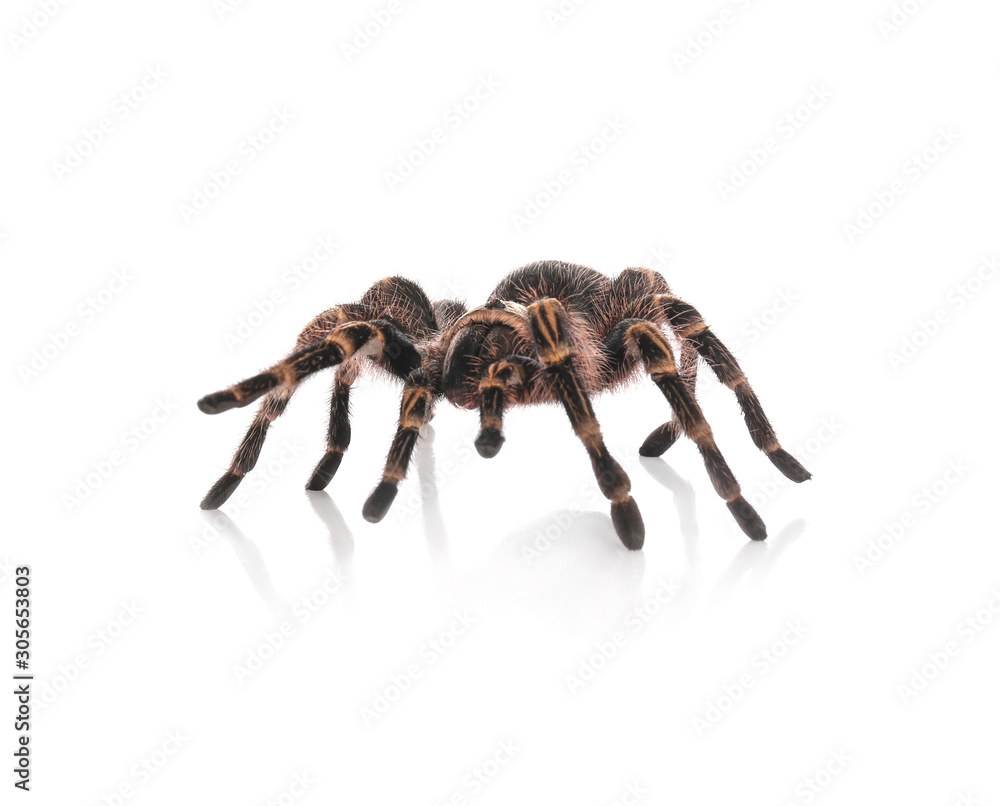 Striped knee tarantula (Aphonopelma seemanni) isolated on white Striped knee tarantula (Aphonopelma seemanni) isolated on white