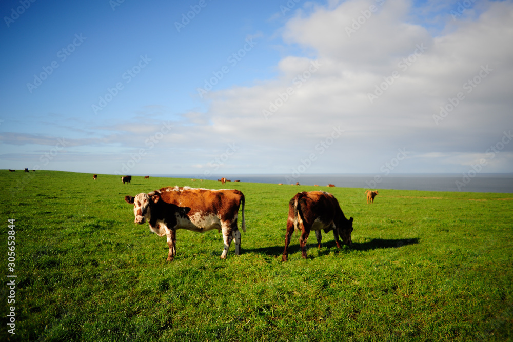 cows on pasture in Tasmania cows on pasture in Tasmania