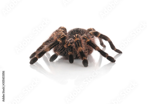 Striped knee tarantula (Aphonopelma seemanni) isolated on white