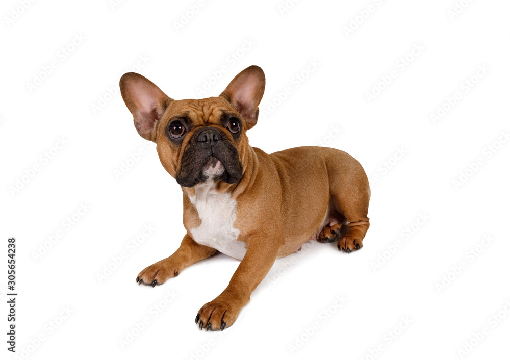 Dog breed French bulldog lying on a white