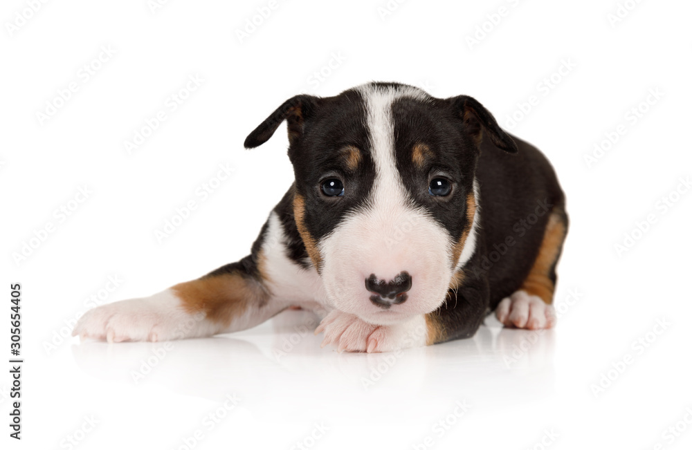 Sweet Miniature Bull Terrier puppy lying on a white background