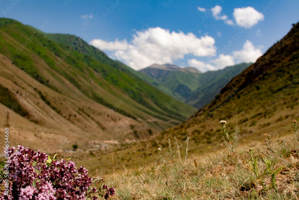 Bunch of fresh oregano (Origanum vulgare) wild flowers in the high mountain area blured background