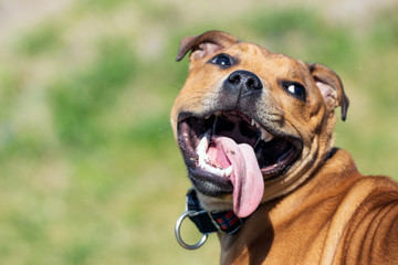 Happy panting Staffordshire bullterrier outdoors playing with tongue out. Animal and dog portrait. Copy space for text. Animal and pet photography concept.