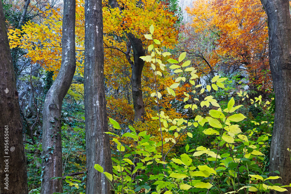 Autumn in beech forest on Kalnik mountain, Croatia Autumn in beech forest on Kalnik mountain, Croatia