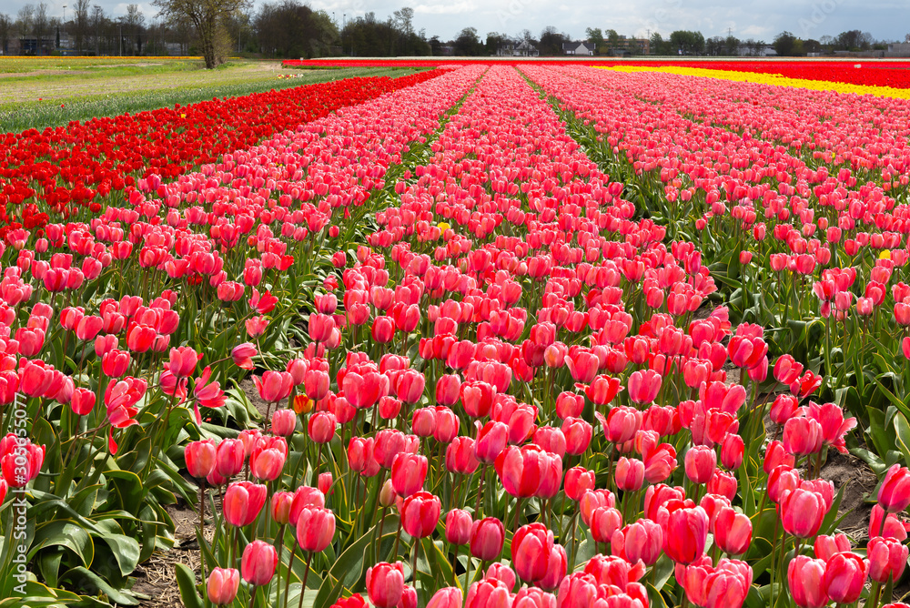 Spring blooming tulip field, The Netherlands	