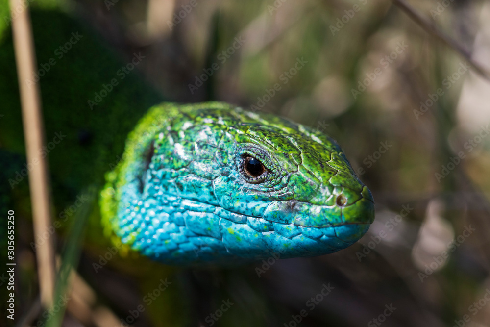 Fototapeta premium The portrait of the European green lizard (Lacerta viridis), Kalnik mountain, Croatia