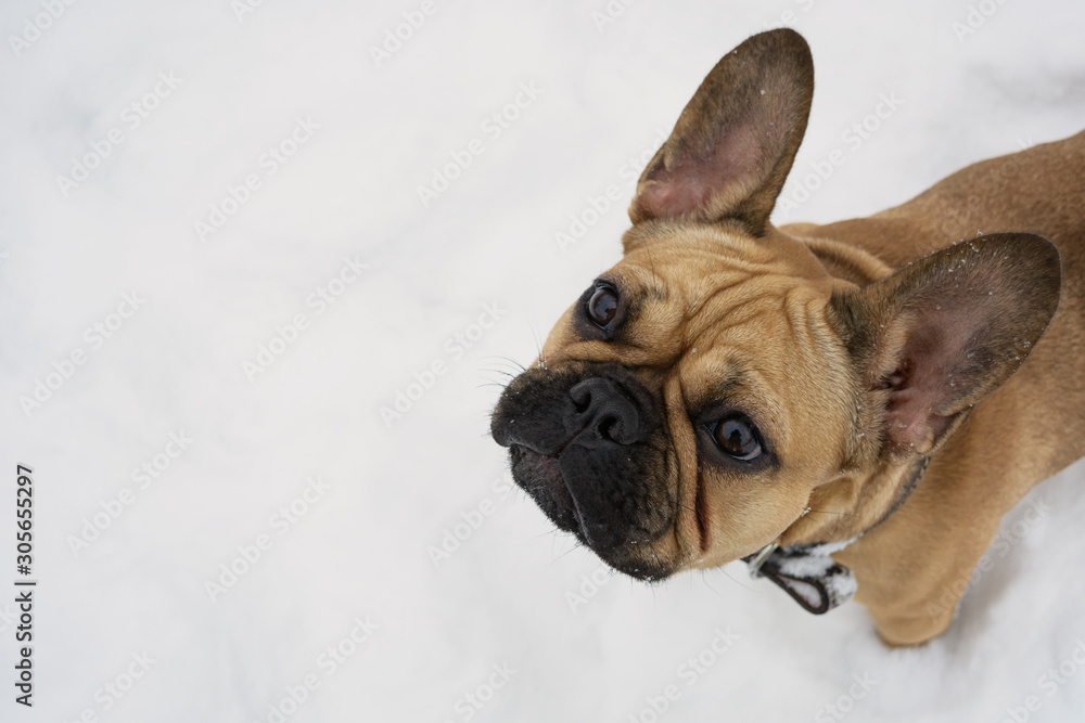 Puppy of french bulldog on the winter walk