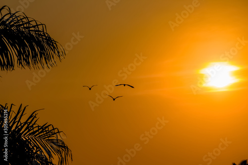 View at a tropical sunset view with birds flying and palm trees  sun and orange sky as background
