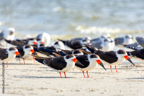 The Black Skimmer (Rynchops niger) is a beautiful Tern-like bird whose red and black lower bill is longer than its upper one. They are often seen flocking with gulls.
