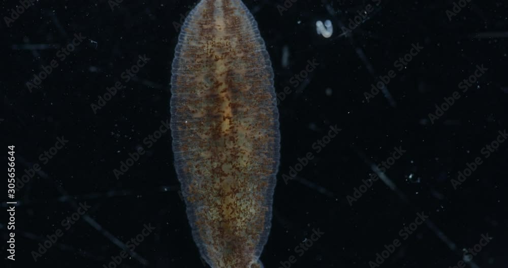 Leeches Insect Leeches are segmented worms that belong to the phylum Annelida and ...