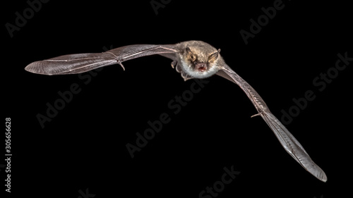 isolated Flying bat on black background