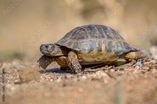 Marginated tortoise side