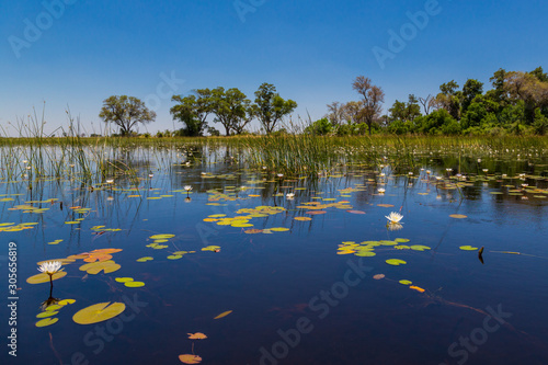 green vegetation at Okavango river, water lily, blue sky, trees