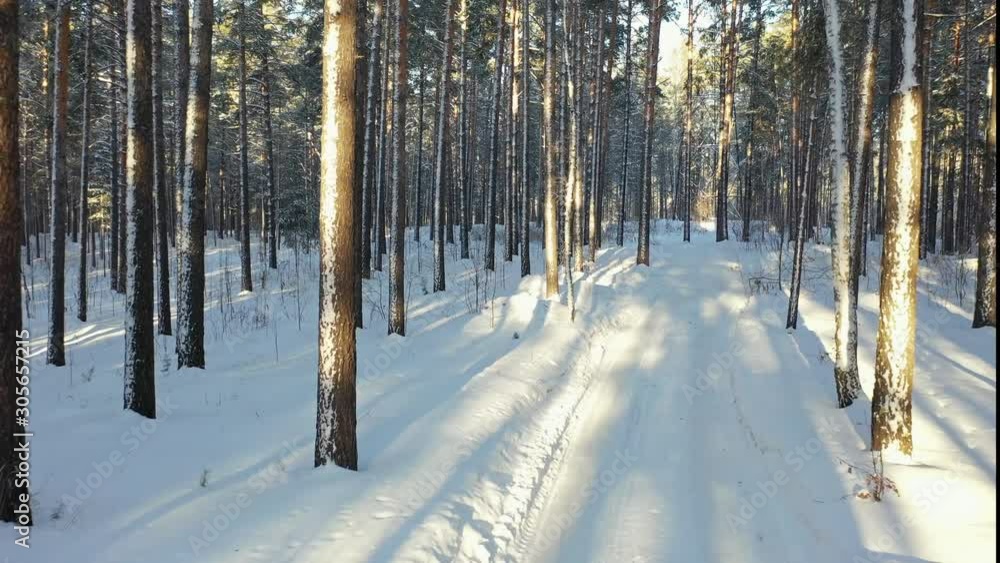 Aerial video from flying drone through Siberian winter pine forest under the snow. Novosibirsk, Siberia, Russia Aerial video from flying drone through Siberian winter pine forest under the snow. Novosibirsk, Siberia, Russia