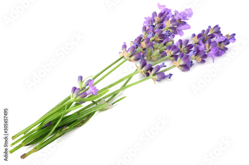 lavender flowers isolated on white background. bunch of lavender flowers.