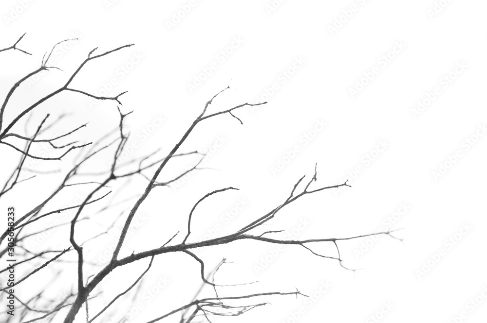 Fototapeta premium ramas árbol