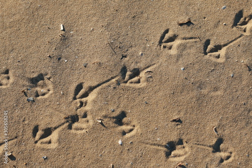 foot prints of birds in the sand on a sunny beach, natural summer textures and patterns, peaceful beach atmosphere