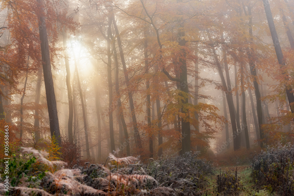 Obraz premium forest in fog