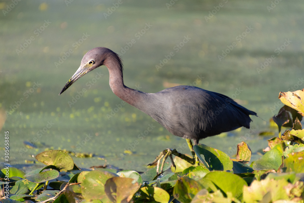 A Little Blue Heron (Egretta caerulea) stalks its prey in a Florida pond. A Little Blue Heron (Egretta caerulea) stalks its prey in a Florida pond.