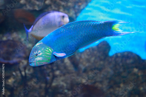 Fototapeta Naklejka Na Ścianę i Meble -  Ember parrotfish (Scarus rubroviolaceus) in the coral reef