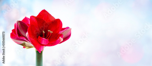 Vibrant red Amaryllis flower. Christmas decoration, winter houseplant. Wide banner, magickal bokeh cool background, space for text photo
