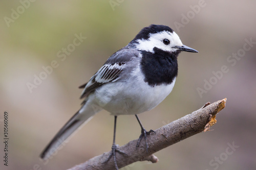 Quadro em tela close-up natural white wagtail bird (motacilla alba) standing on branch