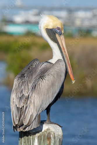 A beautiful adult Brown Pelican (Pelecanus occidentalis) perched on a dock piling. Wide shot with green and blue background.