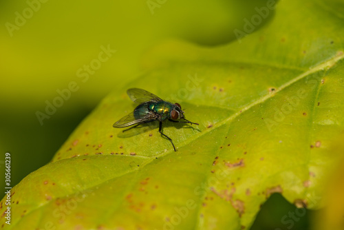 green gold housefly on a leaf © Petr
